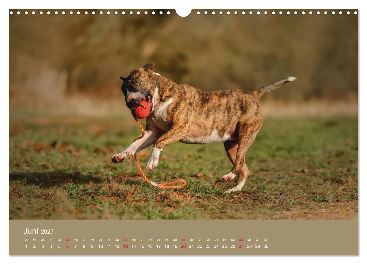 Bullterrier - freche und charmante Powerpakete