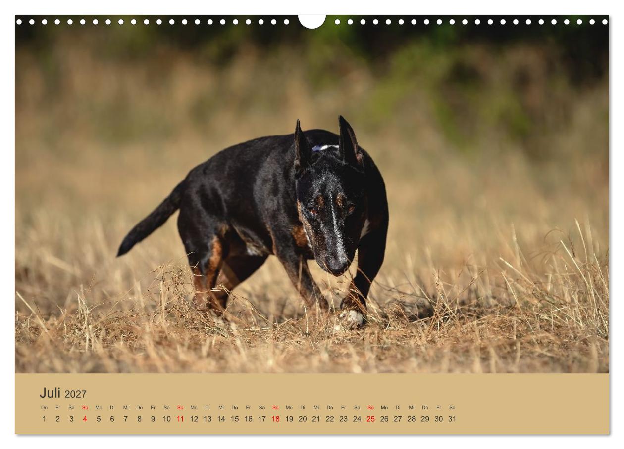 Bullterrier - freche und charmante Powerpakete