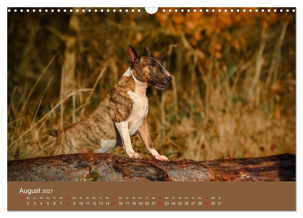 Bullterrier - freche und charmante Powerpakete