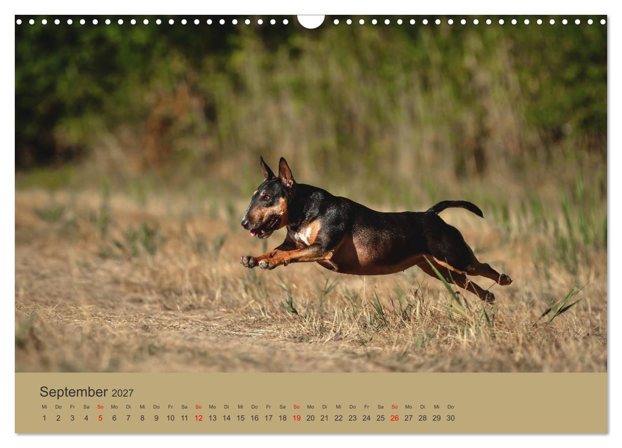 Bullterrier - freche und charmante Powerpakete